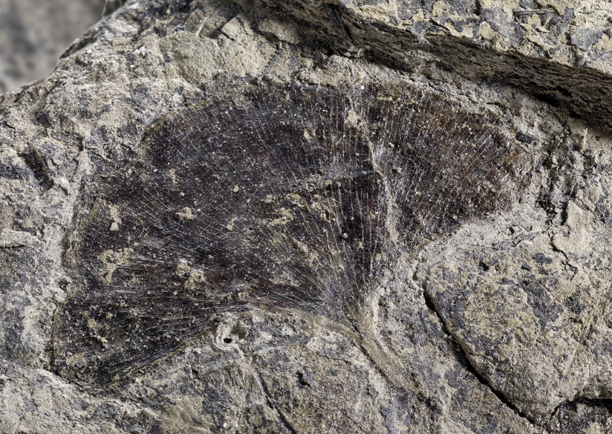 Ginkgo. Fossil. Slg. H.-J. Krath, Kerpen. Ca. 6 Mio. Jahre alt. Foto: J. Vogel, LVR-LandesMuseum Bonn.
